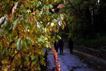 پاییز در دانشگاه علوم بهزیستی و توانبخشی